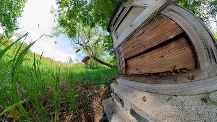 アカシアの養蜂場　太陽とミツバチと青空
Acacia apiary Sun, bees and blue sky
