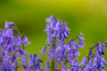 Selective focus of Spanish bluebell, Hyacinthoides hispanica, Endymion hispanicus or Scilla hispanica is a spring-flowering bulbous perennial native to the Iberian Peninsula, Nature floral background.