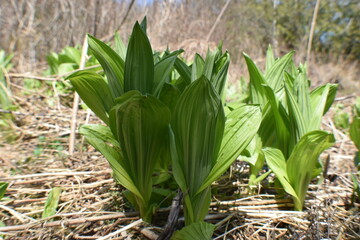 Obraz premium Canot Eastman 7 Mai 2022