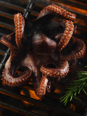 Macro shot. Big octopus grilled with green rosemary sprigs. The concept is cooking seafood, recipes for home and restaurant cuisine. Culinary blog, advertising, banner, picnic, banquet.