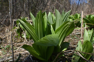 Obraz premium Canot Eastman 7 Mai 2022