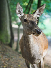 Young wild deer in the forest. Wild animals