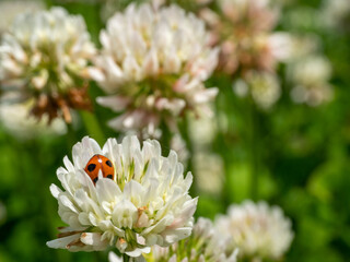 シロツメクサに隠れるナナホシテントウ