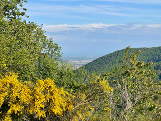 Aerial point of view on Guebwiller (Alsace, France) and the entrance to the Florival valley, its green forest and its mountains, its blue sky, on a sunny summer day, behind plants and yellow flowers