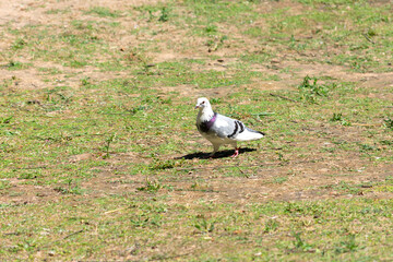 dove in Garden of the Nations Park in Torrevieja. Alicante, on the Costa Blanca. Spain Europe. 
