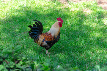 american rooster in Garden of the Nations Park in Torrevieja. Alicante, on the Costa Blanca. Spain Europe. 
