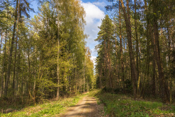 Fototapeta premium forest, nature, tree, path, road, trees, landscape, autumn, woods, green, wood