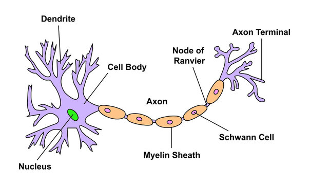 Scientific Designing of Neuron Structure. Colorful Symbols. Vector Illustration.