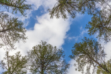 Obraz premium tree, sky, forest, nature, trees, pine, green, blue, landscape, wood, spring, clouds, leaves, summer,
