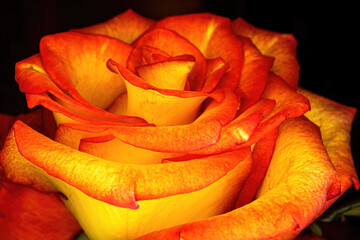 A glowing orange rose with black background