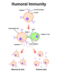 Scientific Designing Of Humoral Immunity. The Germinal Centre Response in Immune System. Colorful Symbols. Vector Illustration.