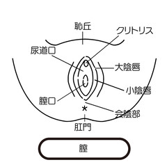 膣　女性生殖器のイラスト