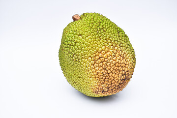 A well-ripe yellowish green jackfruit on a white background.