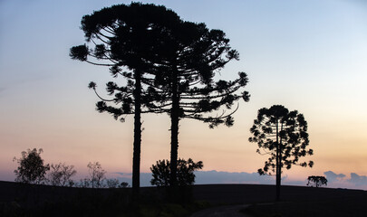 Araucaria angustifolia or "Paraná Pine" trees silhouette the landscape at sunset. Pinheiro do Paraná. Pinhão fruits . Prudentópolis 