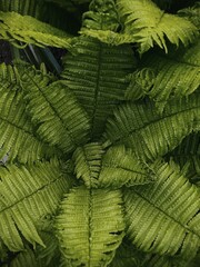 green fern in rain