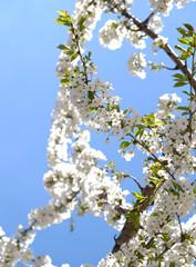 Branch of blooming white flowers of cherry plum tree in early spring. Amazing natural floral spring banner or greeting card, postcard, poster. Selective focus