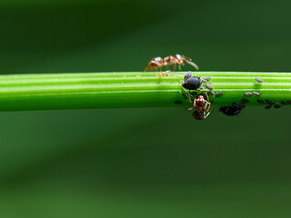 ant on leaf