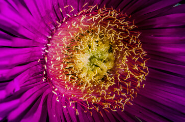 purple © narkissa