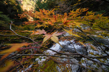 autumn leaves in the water