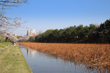福岡市の舞鶴公園のお堀風景