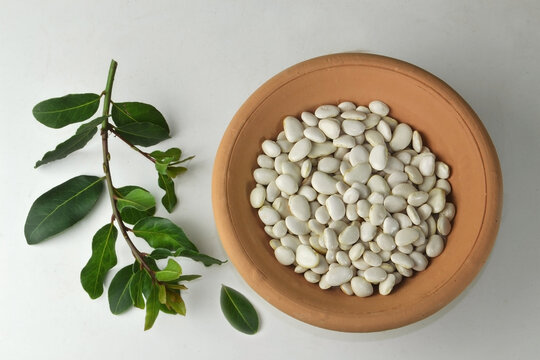 As folhas da planta louro (Laurus novilis) é aromática comumente usada na culinária. No Brasil é muito usada como tempero no feijão. Fava Branca é um grão que faz parte da família das leguminosas.