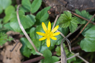 lesser celandine, pilewort spring yellow flower closeup selective focus