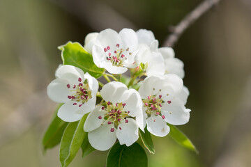 pear spring blossom closeup selective focus
