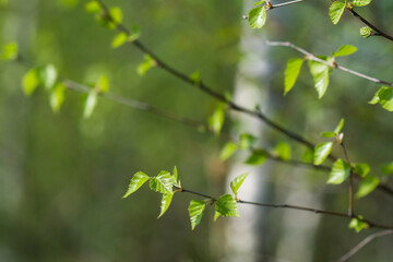 spring birch leaves closeup selective focus