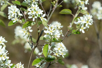 Amelanchier lamarckii, juneberry, serviceberry white flowers closeup selective focus
