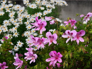 花壇に咲くピンクのゼラニウム
