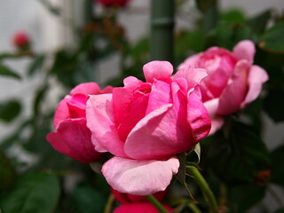 ピンクのバラのy鉾面
