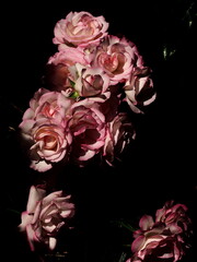 黒背景の満開のピンクのバラ
