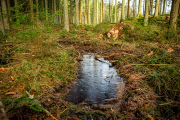 Frozen water in forest brook