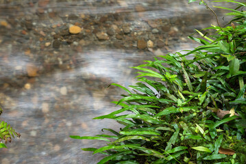 川の上の緑のシダ