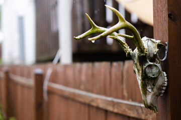 deer skull with antlers mounted on wood fence on rainy day with blurry background in a suburban town