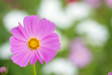 Obraz premium 白をバックにピンクのコスモスの花のアップ