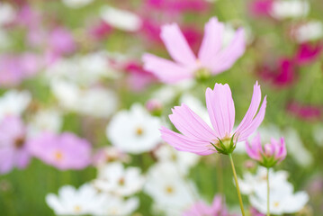 白とピンクのコスモスの花
