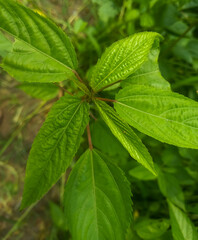 Moroheiya leaves and young shoots. Young leaves of Moroheiya that are basically organic farming. Economic crops, Green Jute leaves