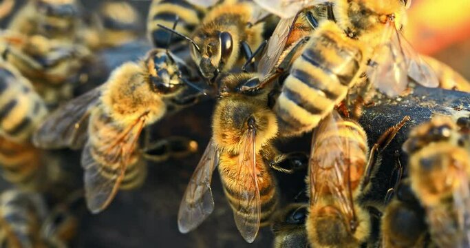 Close up of bees on hive honeycomb. bees gather on beehive. 4K real time footage.