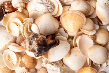 many shells close up abstract background