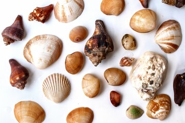 Close up of shells on a white background