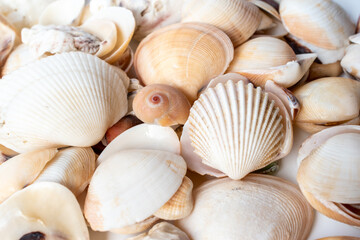 many shells close up abstract background