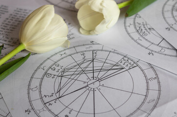 Printed astrology charts with  white tulips in the background