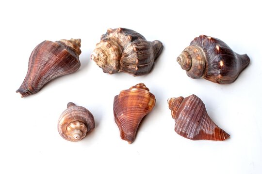 natural shellfish on a white background