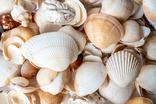 many shells close up abstract background