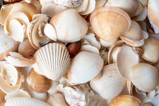 many white shells close up abstract background