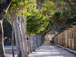 Obraz premium Empty tree-lined street. Valletta