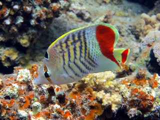 red sea fish and coral reef