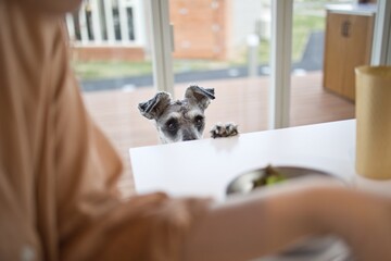 人間の食事を羨ましそうに眺めるミニチュアシュナウザー
