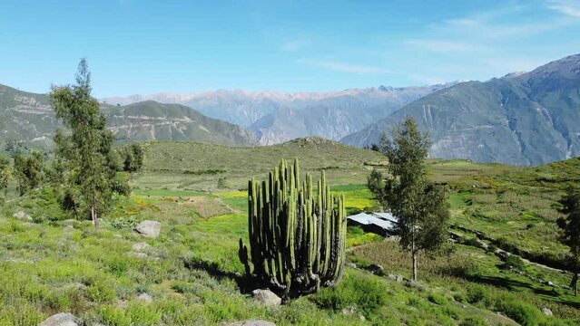 Cabanaconde, Colca Canyon, Peru: Drone footage of a massive cactus near Cabanoconde in the colca canyon  in the Arequipa region in the Andes in Peru in south Amercia. Shot with a forward motion.